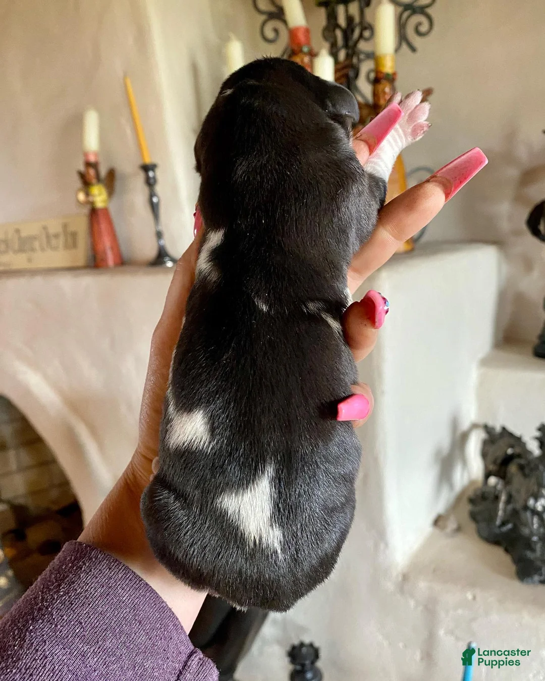 Great Dane dogs for sale: Obisidian Wildlife Vulcan - Ad 2