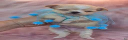 Chihuahua dogs for sale: Chihuahua 3 - Ad 25