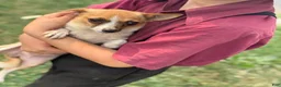 Chihuahua dogs for sale: Honey - Ad 21
