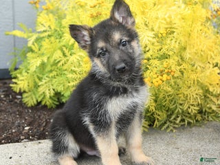German Shepherd dogs - Ad 24