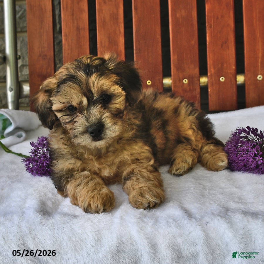 Shihpoo dogs Cupcake - Ad 2