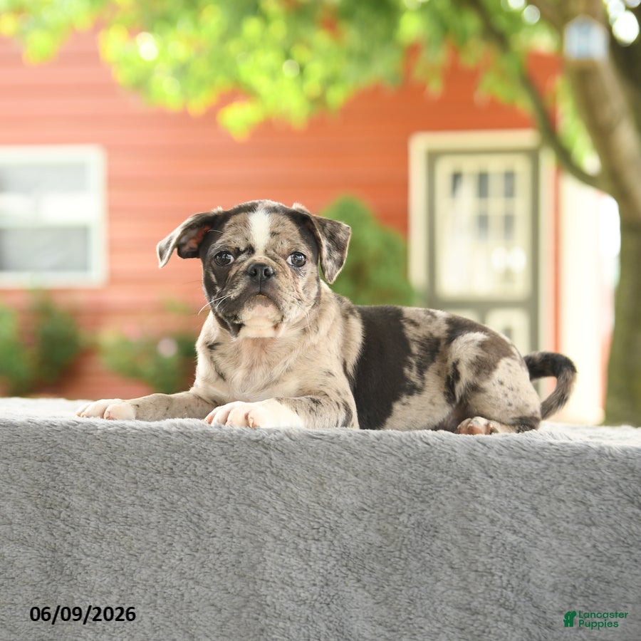 Mixed Breed dogs Harmony - Ad 1
