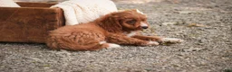 Cavapoo dogs for sale: Avery Cavapoo  - Ad 7
