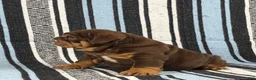 English Bulldog dogs for sale: Jules - Ad 3