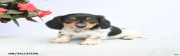 Miniature Dachshund dogs for sale: Honey - Ad 4
