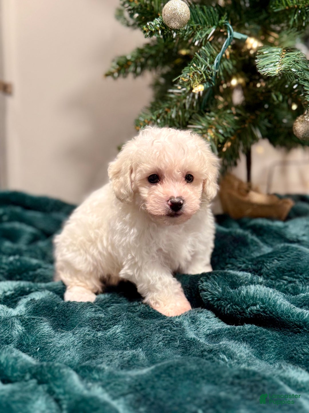 Bichon Frise dogs for sale: Cohen ACA - Ad 6