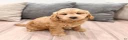 Mini Goldendoodle dogs for sale: King - New Video - Ad 1
