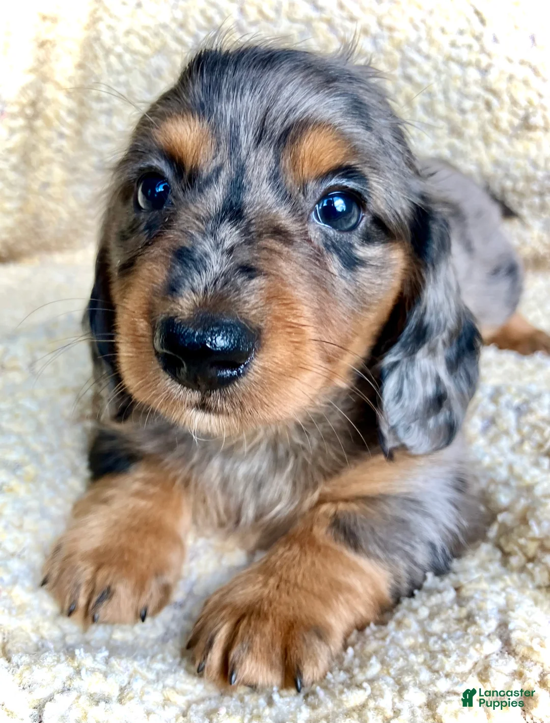 Miniature Dachshund dogs for sale: PARMESAN, PARMESAN, PARMESAN!! - Ad 1