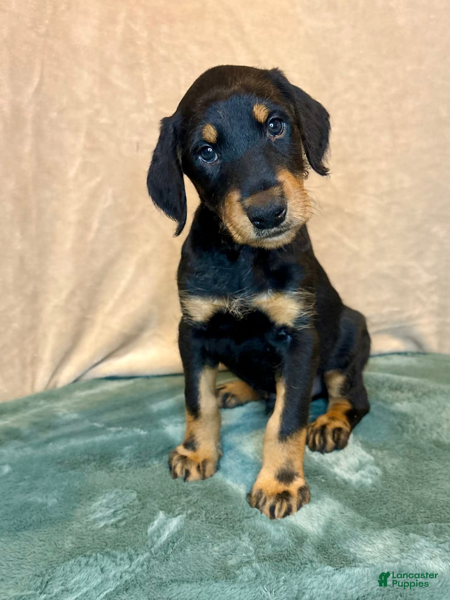 Mixed Breed dogs Chief - Ad 1