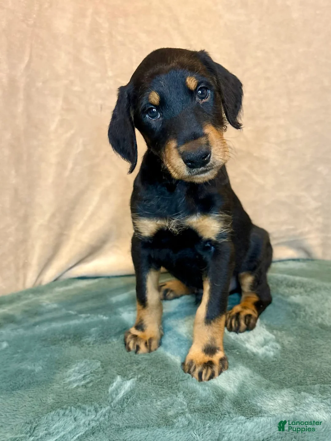 Mixed Breed dogs for sale: Chief - Ad 1