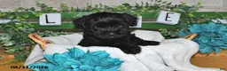 Yorkiepoo dogs for sale: Ike - Ad 5