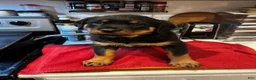 Rottweiler dogs for sale: Rottweiler 3 - Ad 2