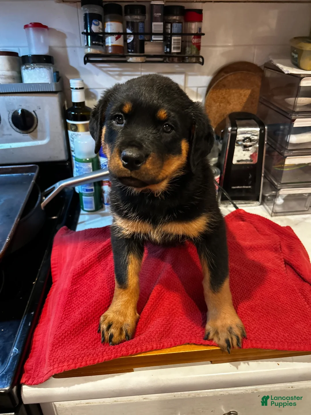 Rottweiler dogs for sale: Rottweiler 3 - Ad 2