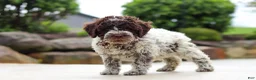 Lagotto Romagnolo dogs for sale: Leo - Ad 4