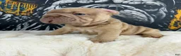 French Bulldog dogs for sale: Tesla - Ad 7