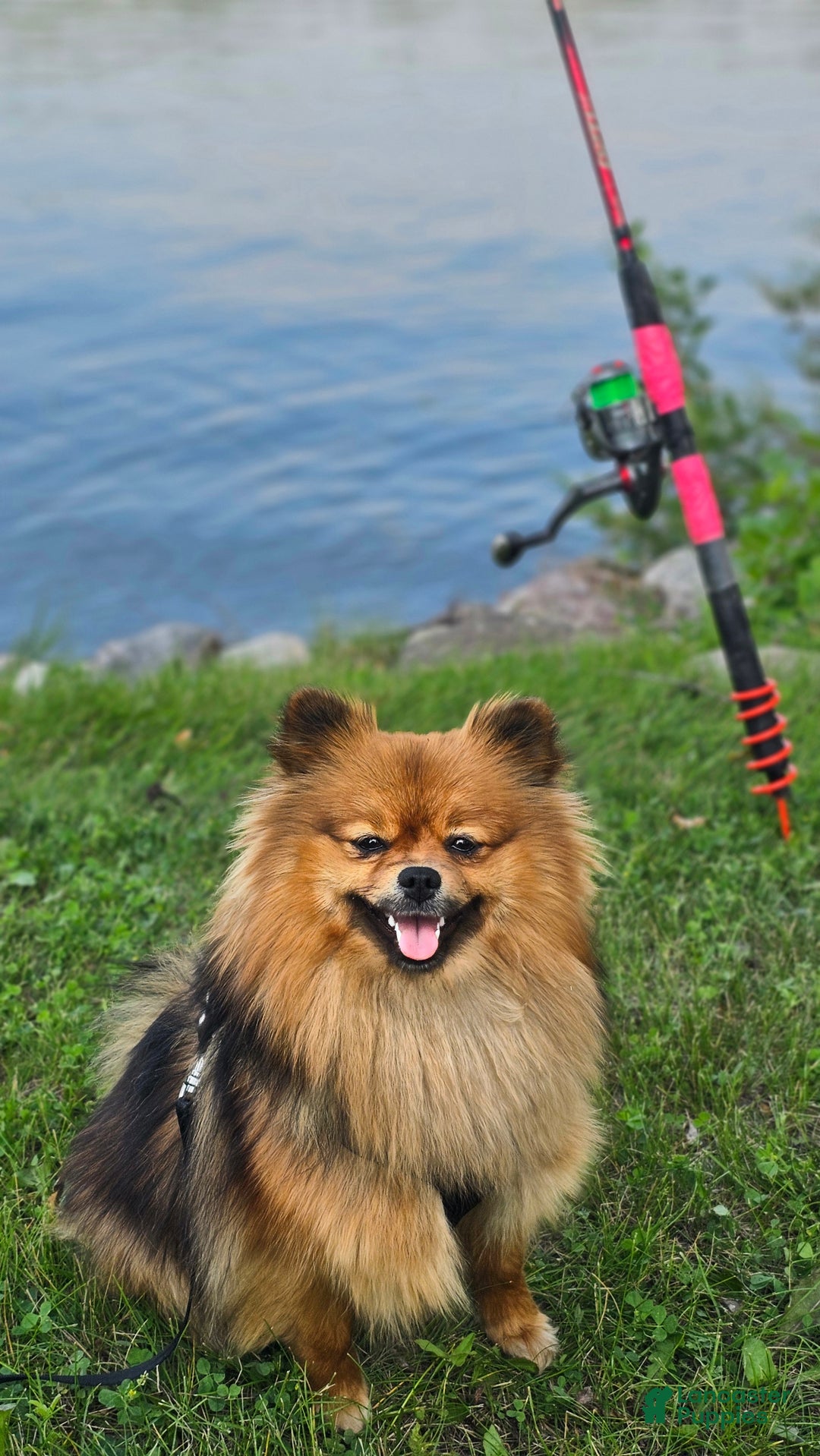 Pomeranian dogs for sale: Pomeranian Puppy 2 - Ad 2