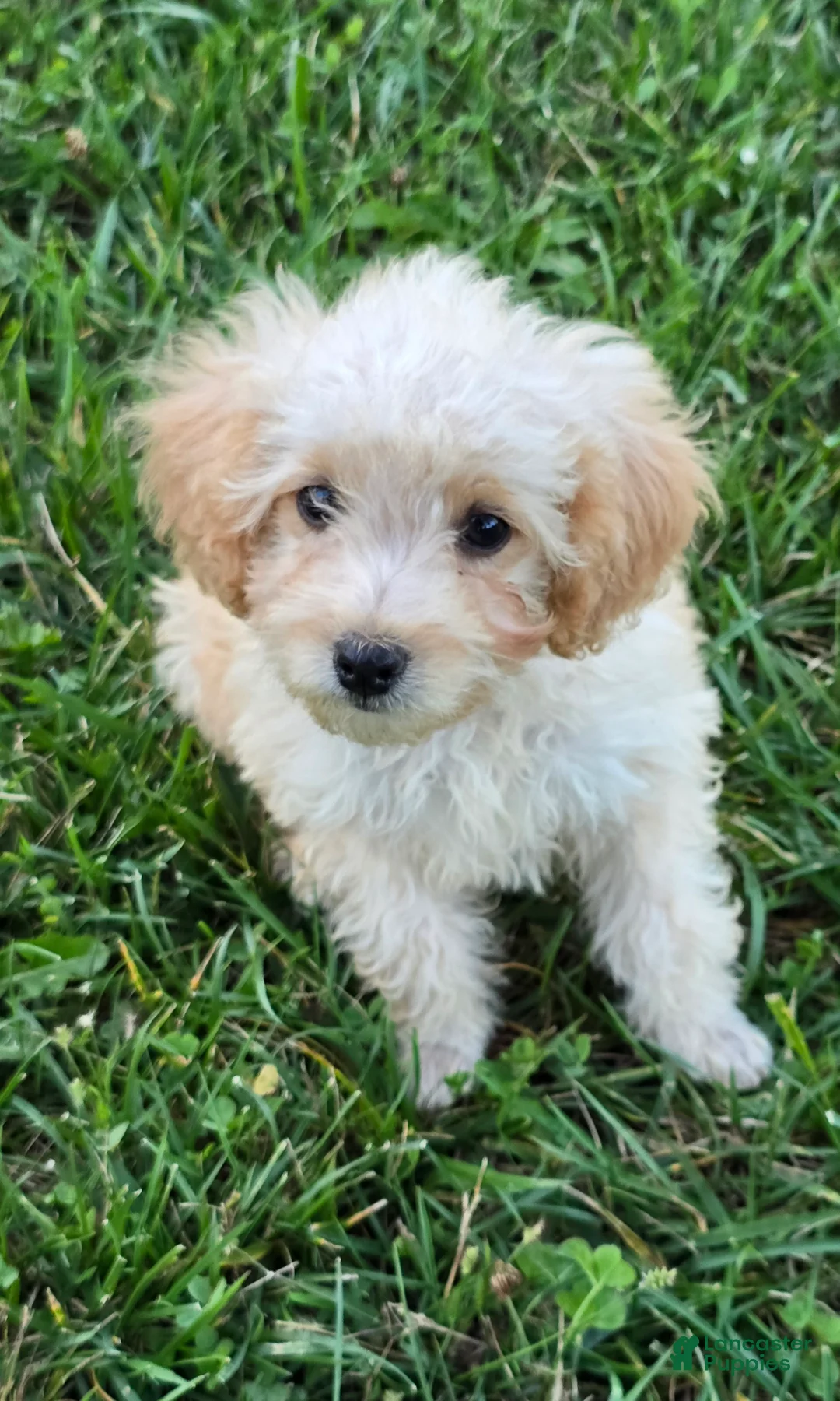 Toy Poodle dogs for sale: Milo - Ad 1