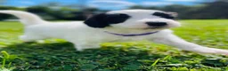 Sheepadoodle dogs for sale: Cookie  - Ad 12