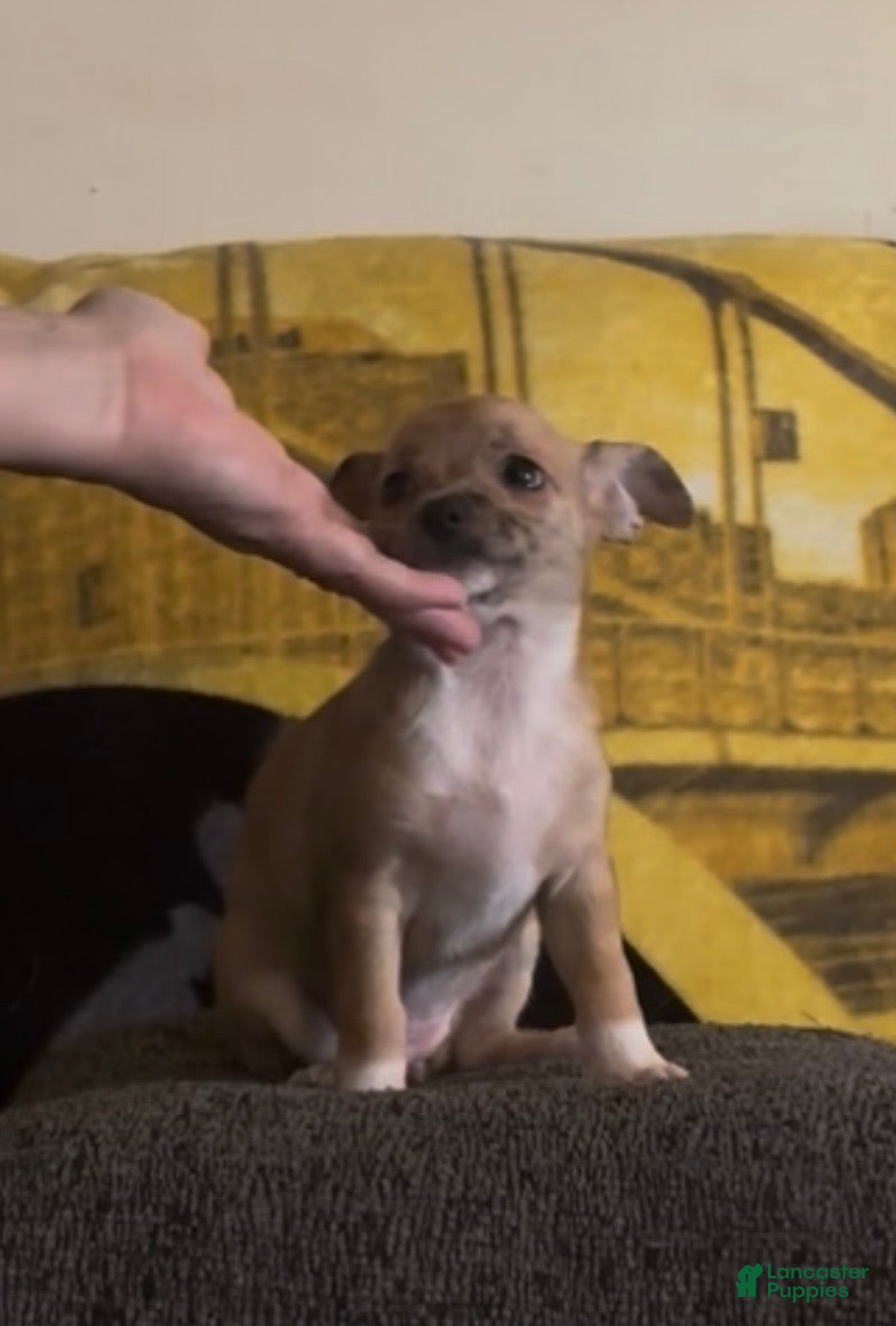 Chiweenie dogs Mai Tai  - Ad 2