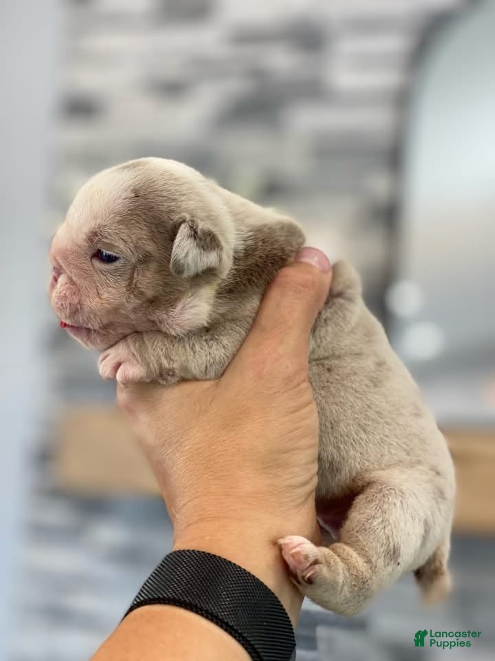 English Bulldog dogs ELOISE - Ad 23
