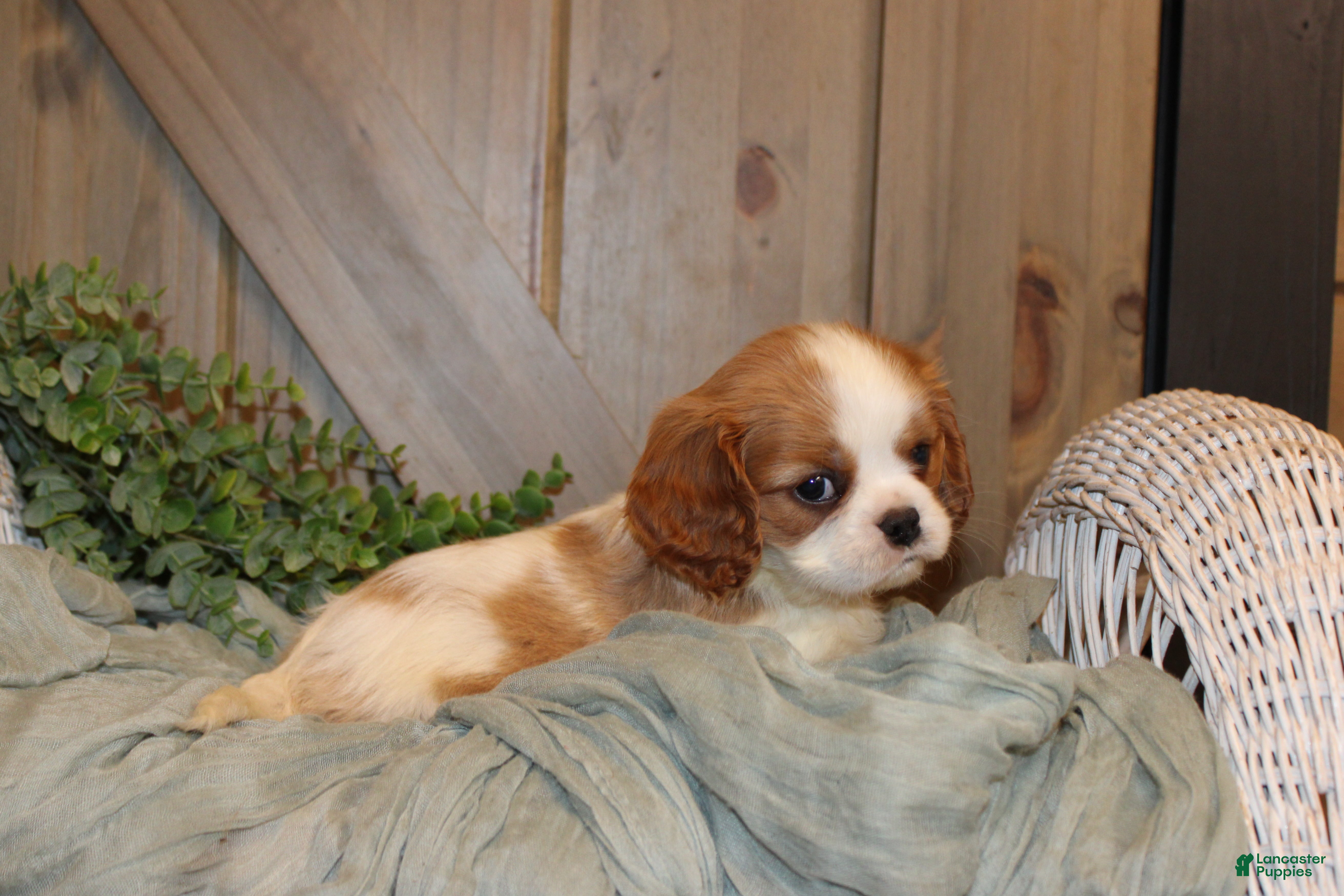 Cavalier King Charles Spaniel dogs for sale: Cooper - Ad 2