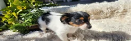 Chihuahua dogs for sale: Kipton - Ad 4