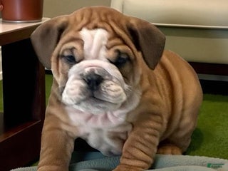 English Bulldog dogs - Ad 32
