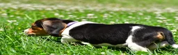Beagle dogs for sale: Vicky - Ad 11
