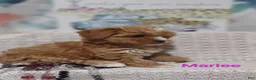 Shihpoo dogs for sale: Shihpoo Puppy 7 Marlee - Ad 5