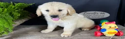 Golden Retriever dogs for sale: Landis - Ad 4
