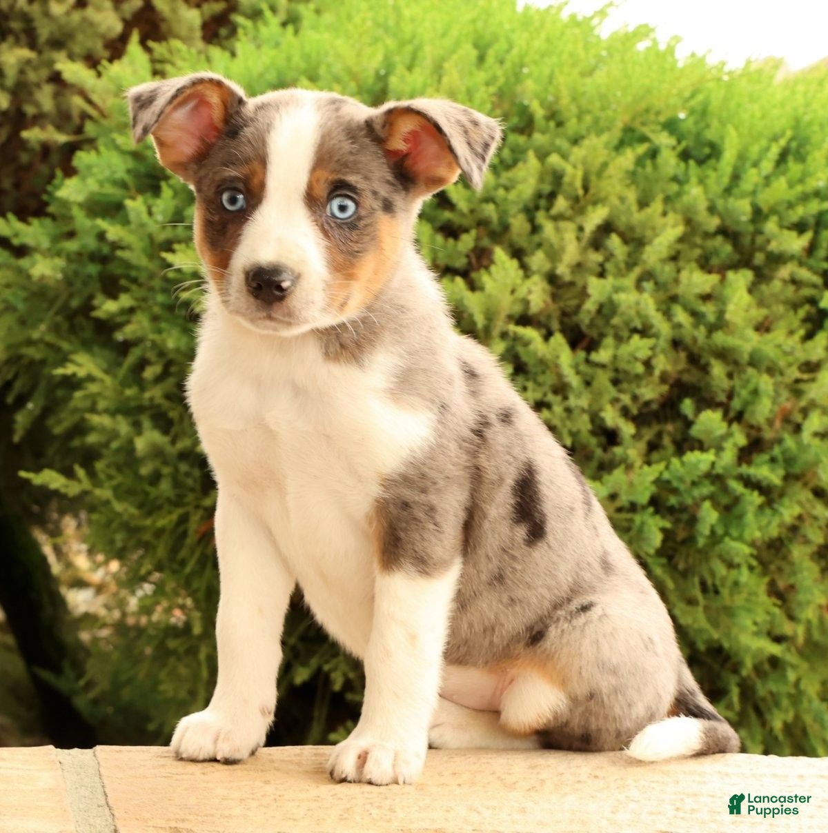 Miniature Australian Shepherd dogs Bingo - Ad 2