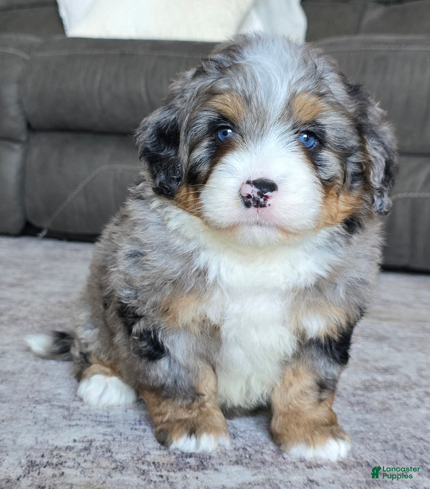 Mini Bernedoodle dogs Mini Wiggles - Ad 1