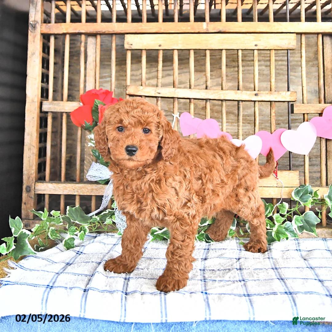 Mini Goldendoodle dogs for sale: Sparky - Ad 3
