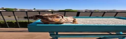 Miniature Dachshund dogs for sale: Oliver  - Ad 5
