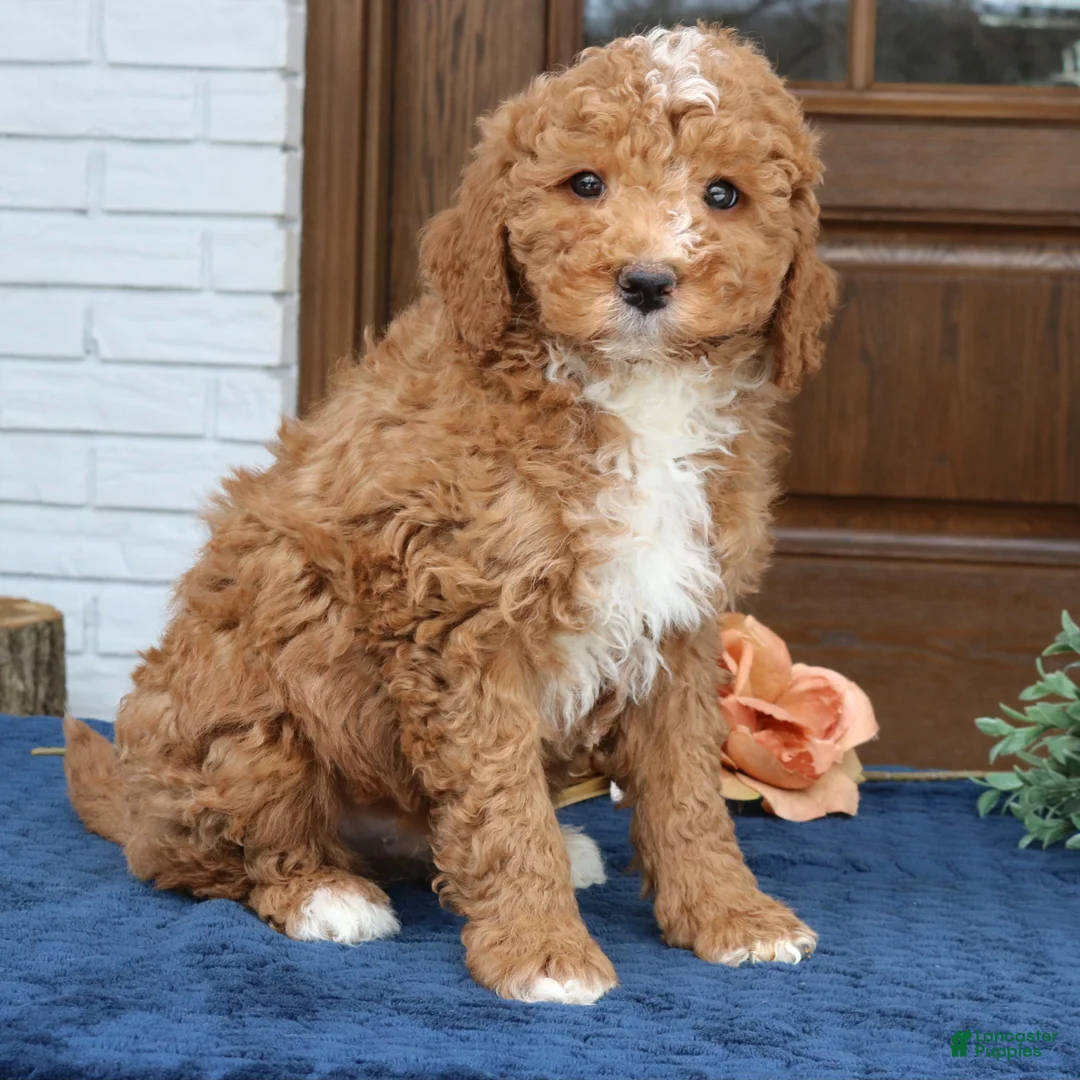 Mini Goldendoodle dogs for sale: Bennet  - Ad 2