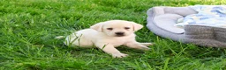 Labrador Retriever dogs for sale: Phineas  - Ad 5