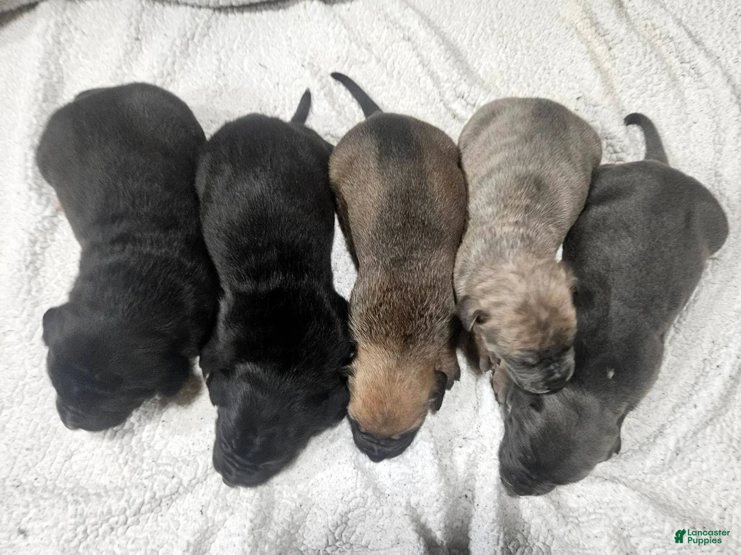 Mixed Breed dogs for sale: Starling - European Doberdane - Ad 8