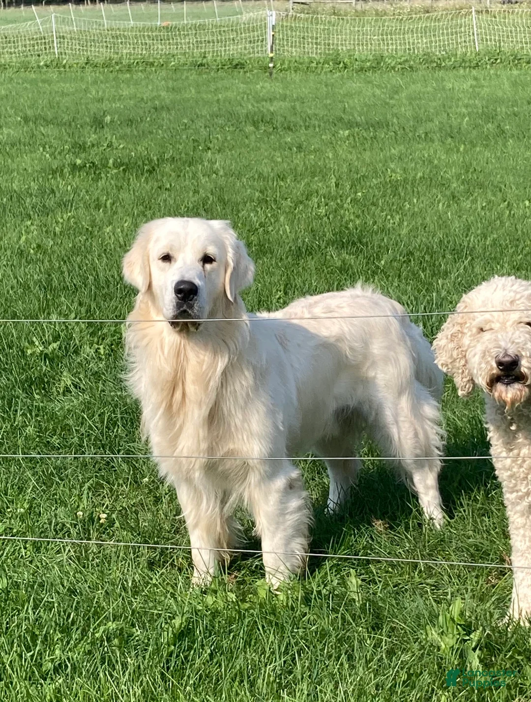 Golden Retriever dogs for sale: Muffin - Ad 8