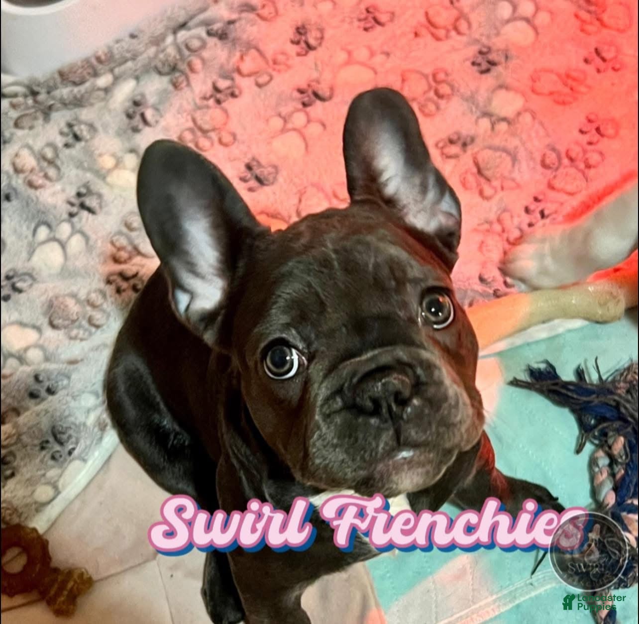 French Bulldog dogs MISO - Ad 36