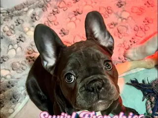 French Bulldog dogs MISO - Ad 36