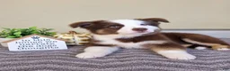Australian Shepherd dogs for sale: Murphy - Ad 2