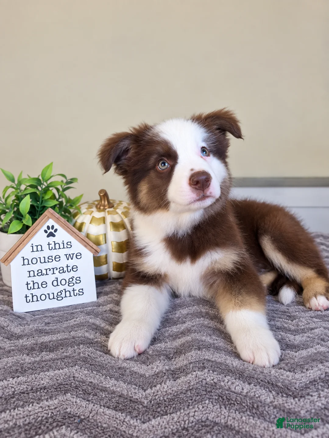 Australian Shepherd dogs for sale: Murphy - Ad 2