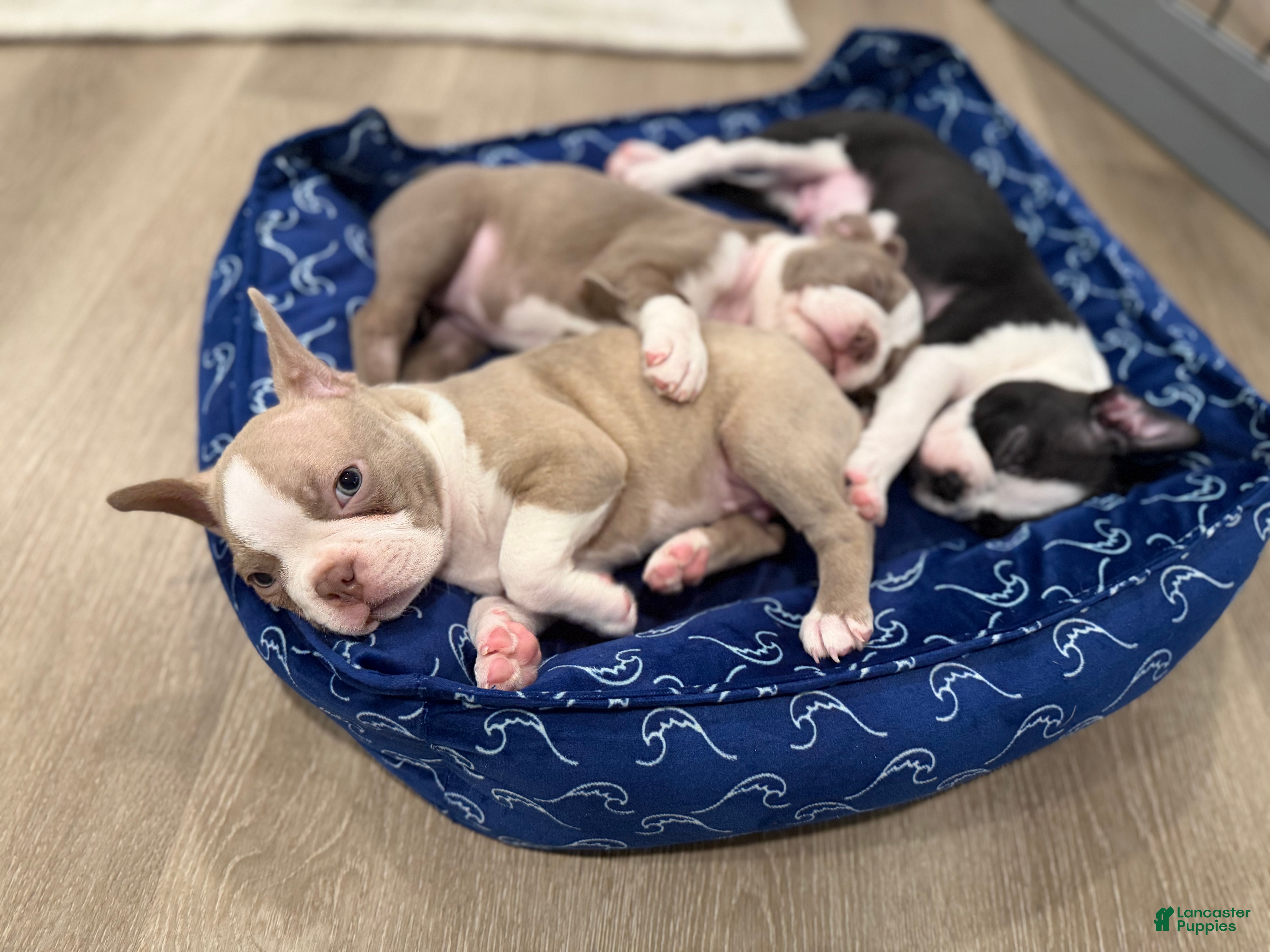 Boston Terrier dogs Canelo  - Ad 2