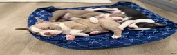 Boston Terrier dogs for sale: Canelo  - Ad 2