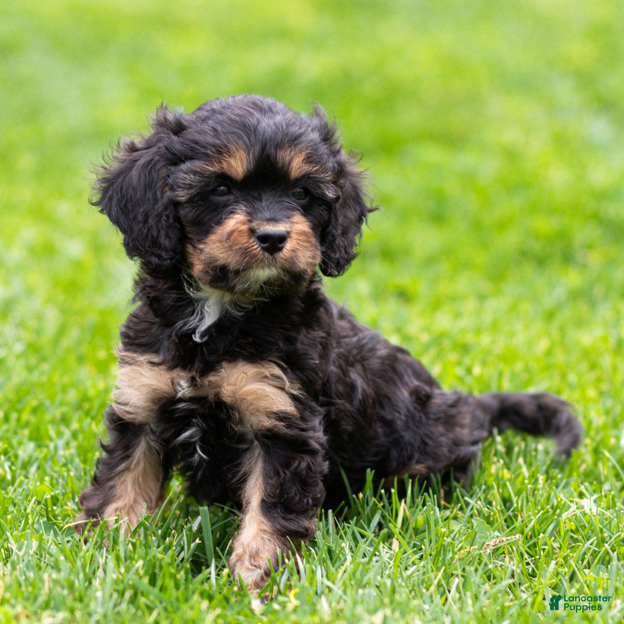 Cavapoo dogs Turbo Cavapoo Puppy  - Ad 2