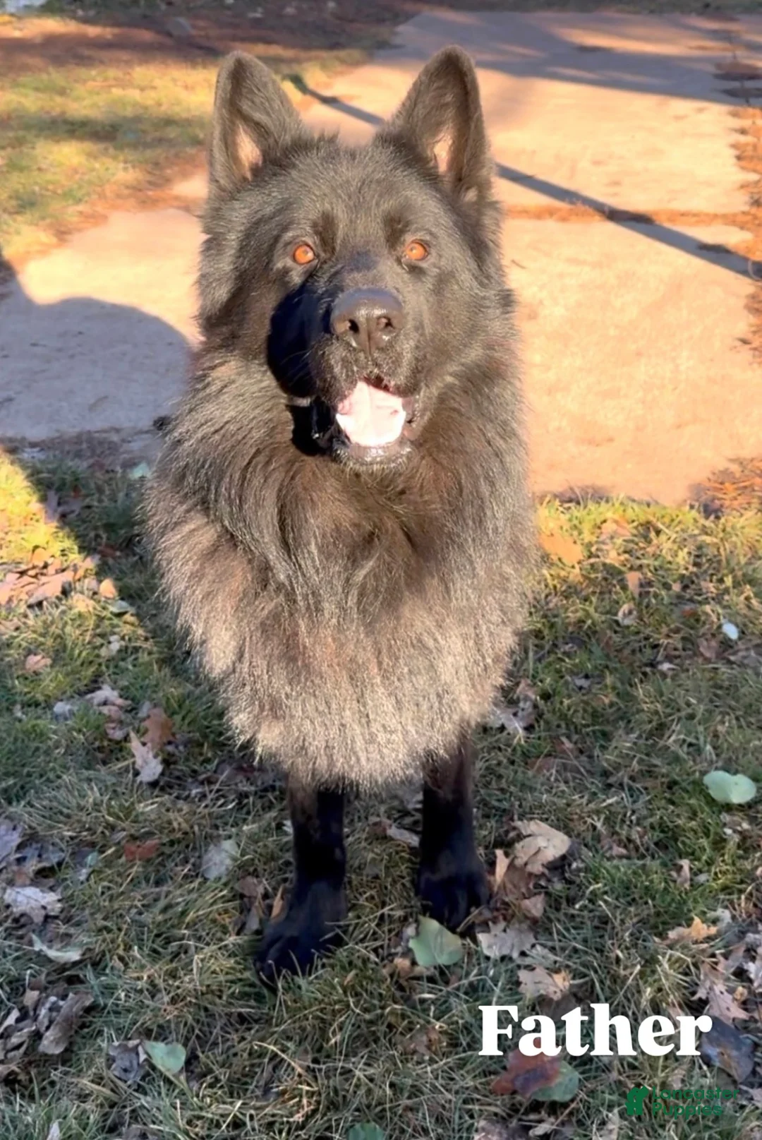 German Shepherd dogs for sale: Stormi - Ad 9