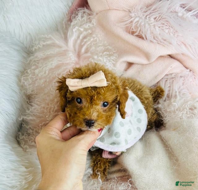 Miniature Poodle dogs Miniature Poodle Puppy 1 - Ad 32