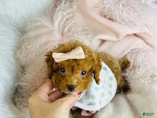 Miniature Poodle dogs Miniature Poodle Puppy 1 - Ad 32