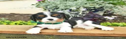 Cavalier King Charles Spaniel dogs for sale: Diamond  - Ad 5