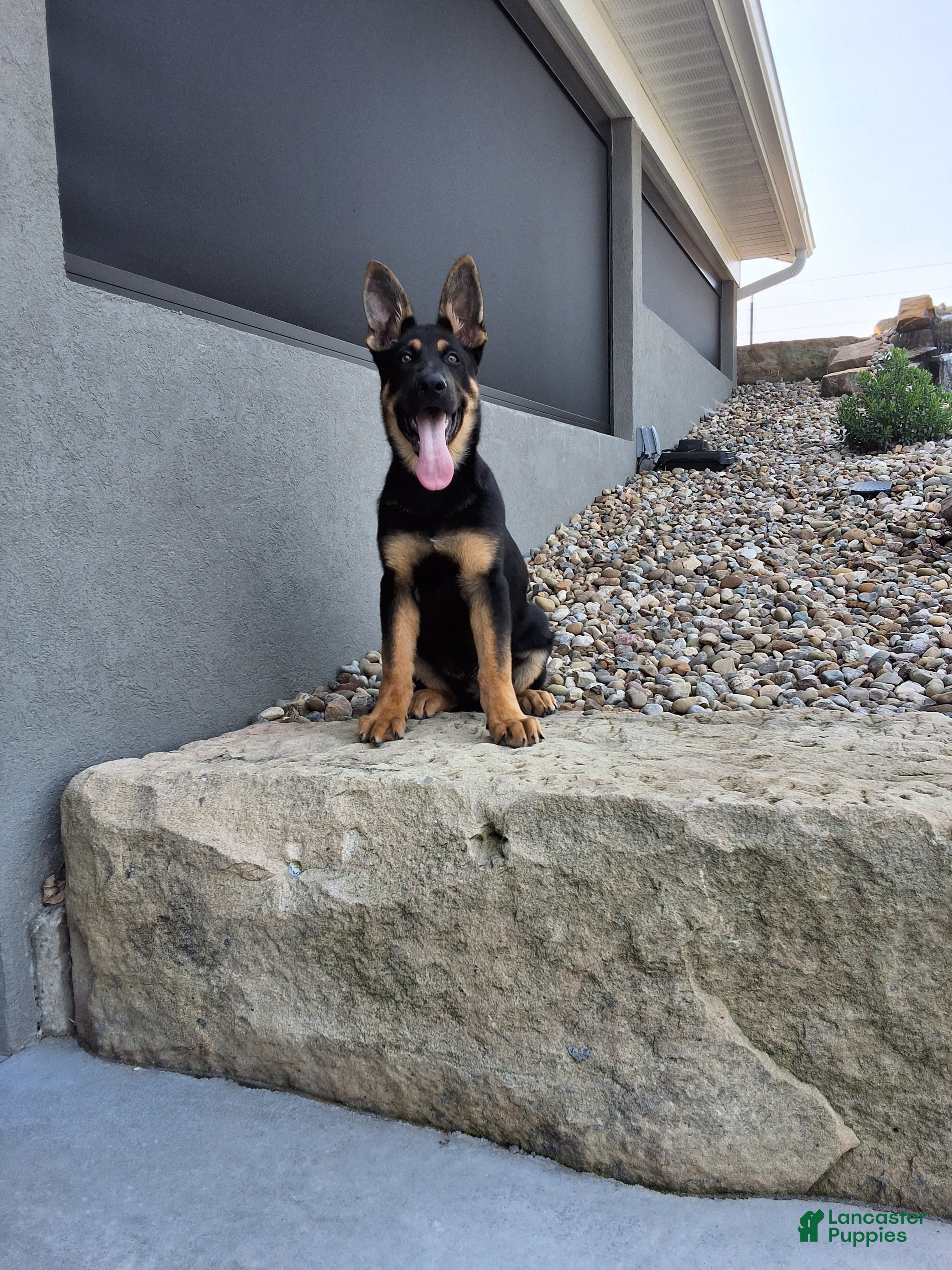 German Shepherd dogs Karl - Ad 1